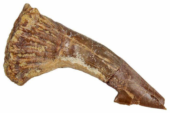 Bargain, Fossil Sawfish (Onchopristis) Rostral Barb - Morocco #356462